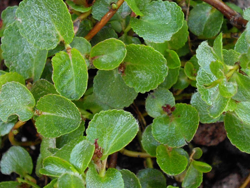 Salix serpyllifola x retusa en fleurs sur des éboulis stabilisés dans les Alpes